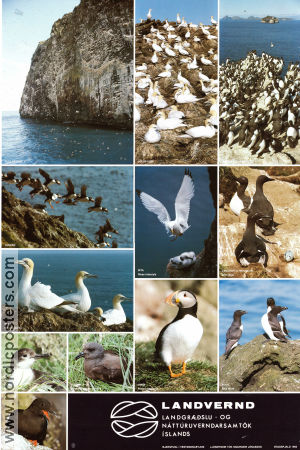 Landvernd Island 1982 poster Birds Poster from: Iceland
